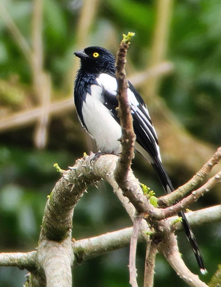 Magpie Tanager © Erik Bruhnke
